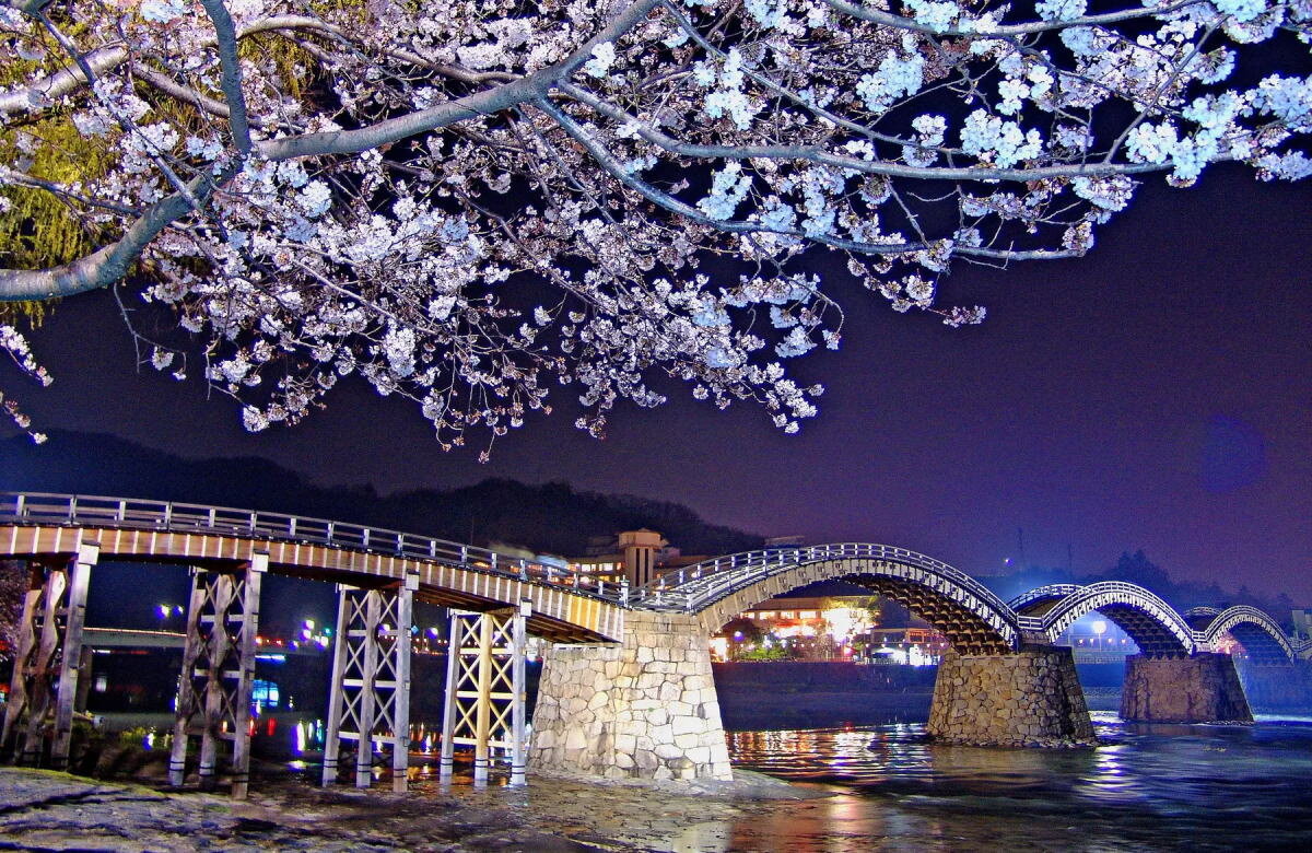 山口・錦帯橋と桜が同時ライトアップ！見て・歩いて楽しい夜のお花見