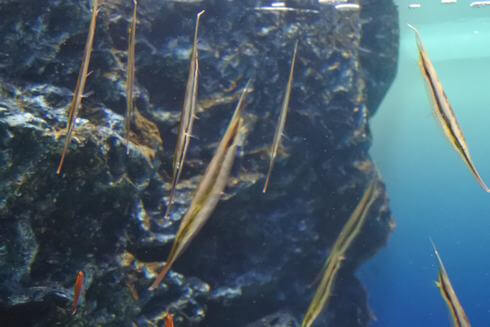 立ち泳ぎする魚「ヘコアユ」なぜか逆立ちスタイル