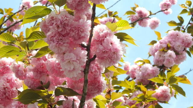 八重桜 造幣局