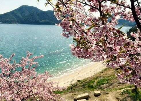 河津桜 早咲きのさくら