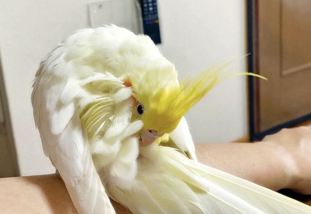 鳥の撥水効果はお尻の近くから出る脂（尾脂腺）を塗り広げているから（オカメインコさん）