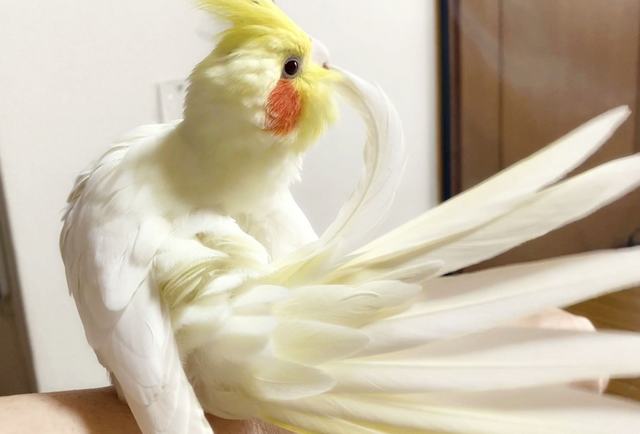 鳥の羽が水をはじくのは、撥水効果のある脂を尾脂腺から塗り広げるため