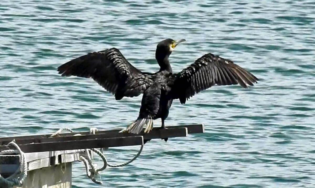 カワウがずっと翼を広げて、長時間ユサユサ…バサバサ…羽干しウォッチング
