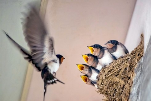 ツバメの巣は糞害が大変、対策方法