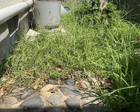 除湿剤の水は除草剤として使えるのか?試してみました
