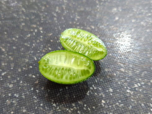 マイクロきゅうり 断面