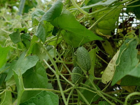 マイクロきゅうり が生る様子