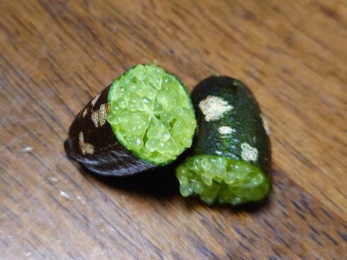 フィンガーライムの断面