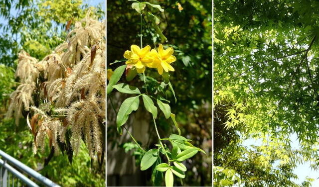 アクロス福岡 ステップガーデンの植物たち