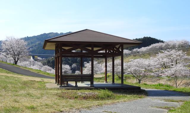 がんね白滝公園、サーキットと桜の風景【岩国市美和町】