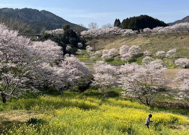 がんね白滝公園、満開の桜と菜の花が広がる風景【岩国市美和町】