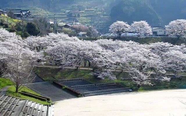 桜が満開を迎えた、弥栄湖スポーツ公園「黒沢グラウンド」