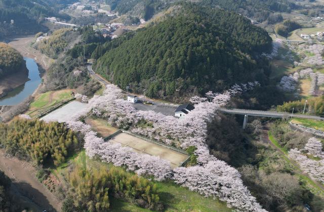 桜が満開を迎えた、弥栄湖スポーツ公園「黒沢グラウンド」