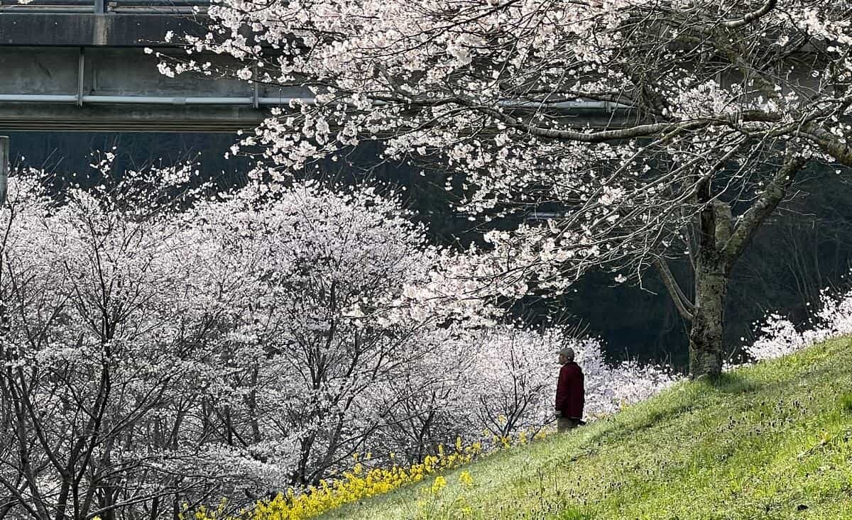 観光客の知らない桜の名所！明神原なごみ広場、岩国の素晴らしきお花見スポット