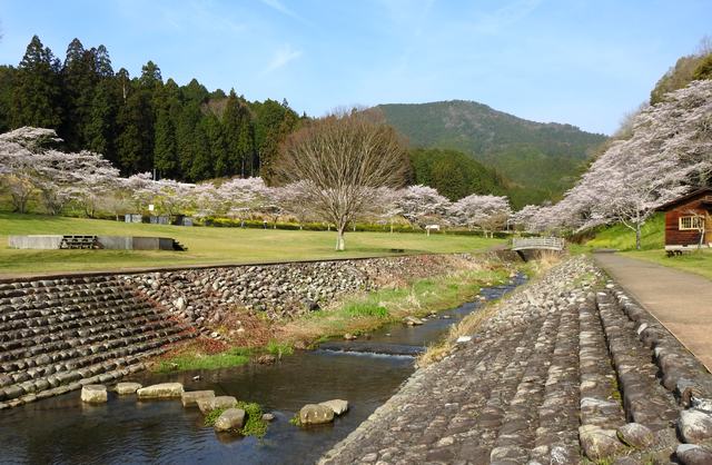岩国市美和エリア「明神原なごみ広場」桜の風景