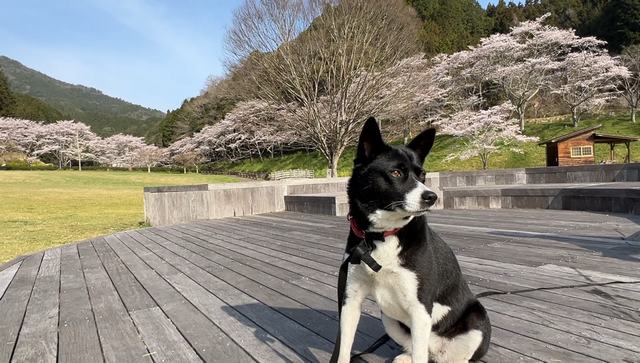 桜の園・岩国市美和エリア「明神原なごみ広場」犬とお花見散歩にきた人も