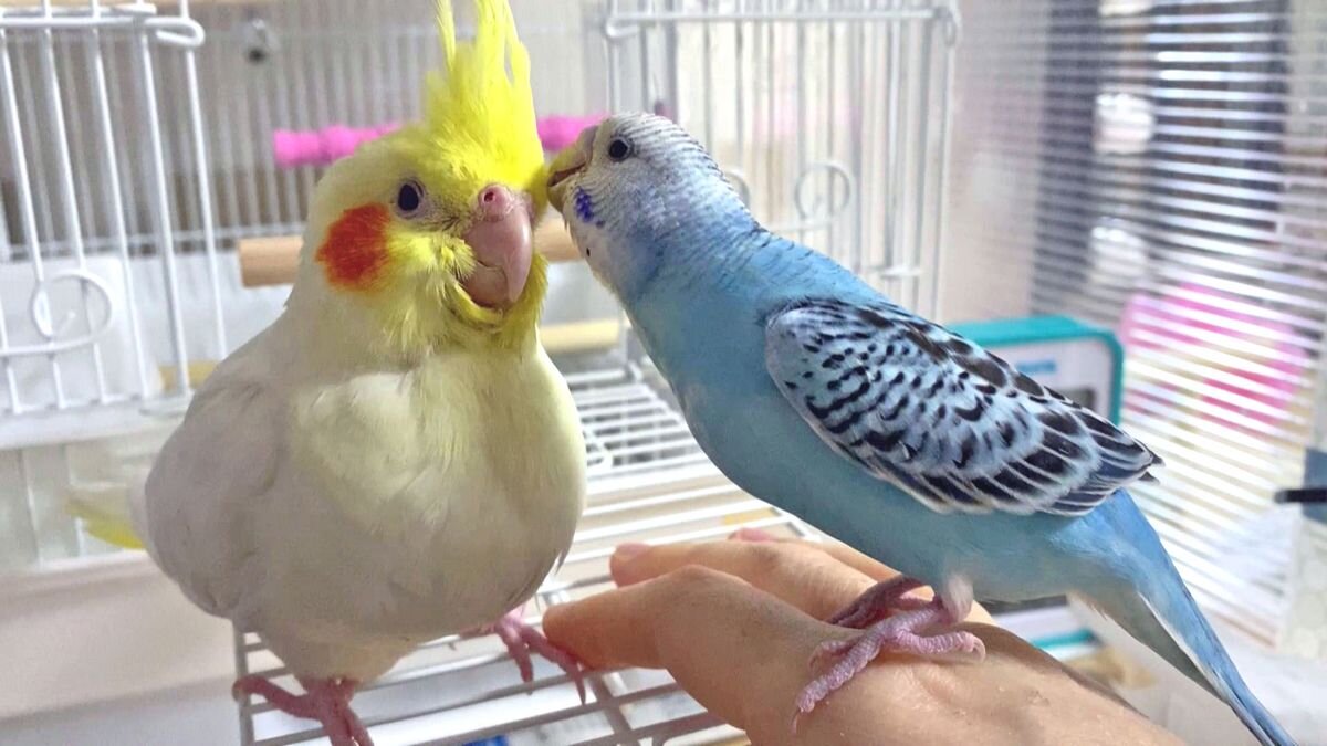 インコにも「セカンドオピニオン」を！獣医の誤診で愛鳥を亡くした私が伝えたいこと