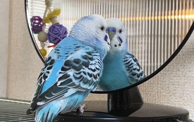 インコは体調不良を隠す習性がある