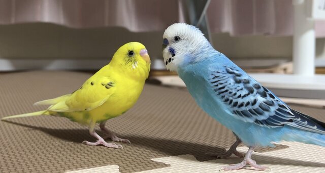 セキセイインコ、病気する前 元気だった頃の様子