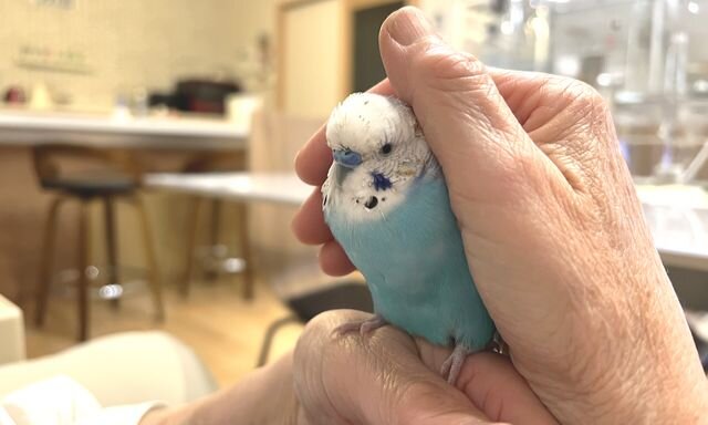 元気が無くなり病気も改善せず、人恋しくなりいつも以上に甘えるように