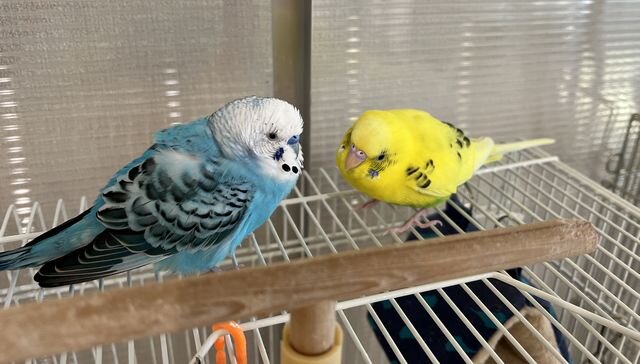 インコが膨らんであまり動かなくなるのは危険信号