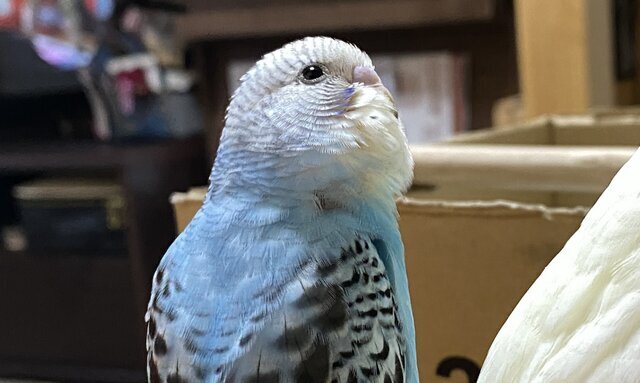 インコの病気・早期発見と治療のために、セカンドオピニオンを！