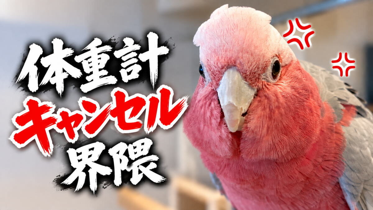 インコやオウムの体重測定どうしてる？鳥さんの体重管理で困った時の我が家の解決法【体重計キャンセル界隈】