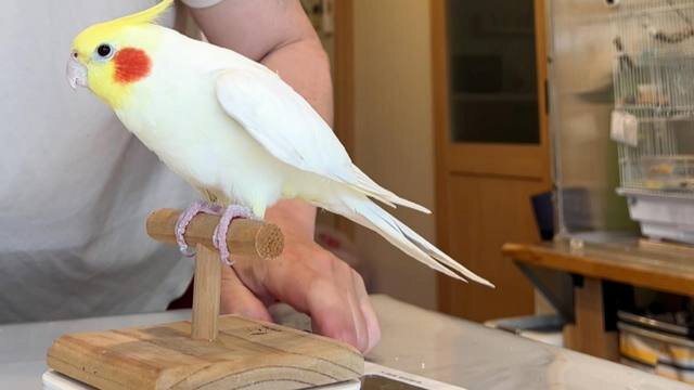 素直に体重計に乗ってくれる、オカメインコ