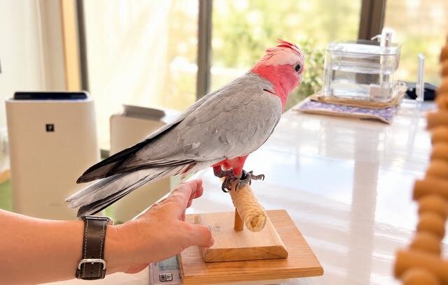 体重計にインコやオウムがのってくれない時の対処法
